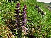 22 Ajuga pyramidalis (Iva piramidale)